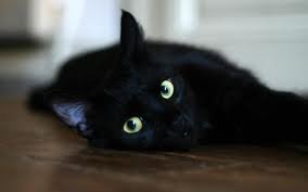 Помимо Эрмитажных котов в Петербурге раздадут черных котов из приютов