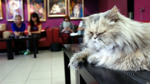 В «Республике кошек» поселят 60 котов